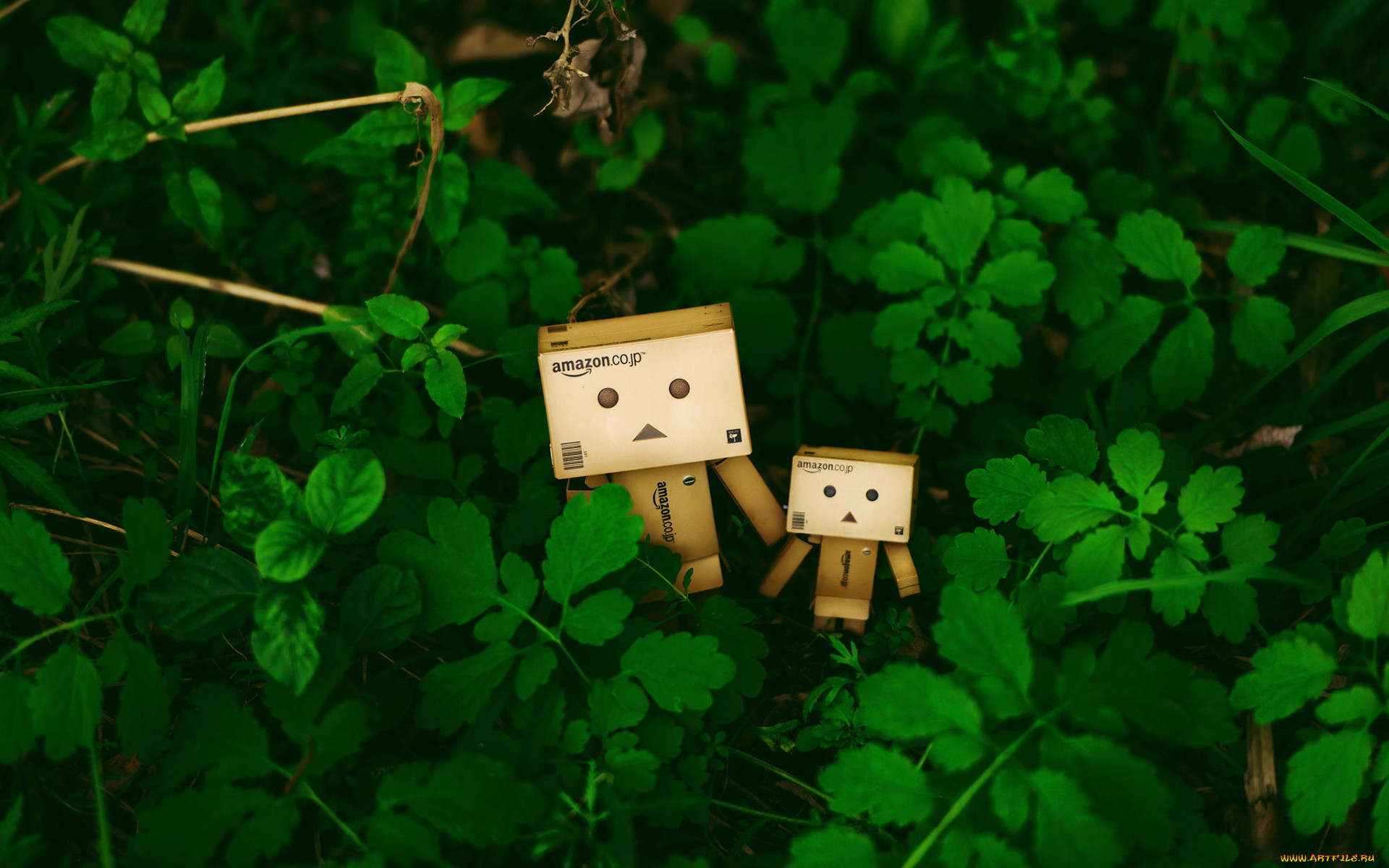 ,  , danboard, , 